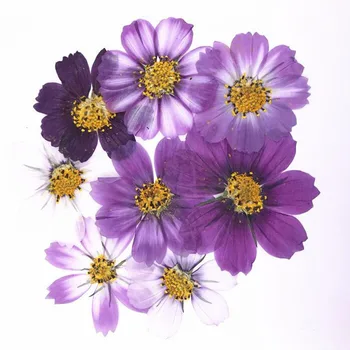 30 adet 4-7cm Kurutulmuş Preslenmiş Mor Cosmos Bipinnata Cav. Çiçek kartpostal takı yer imi Craft DIY çiçek aksesuarları için